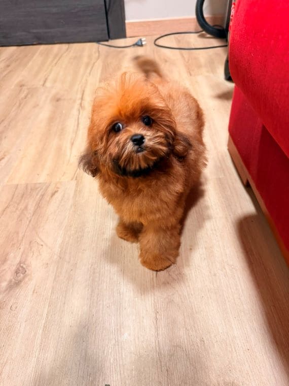 Shihpoo Malva G