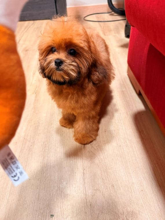Shihpoo Malva H