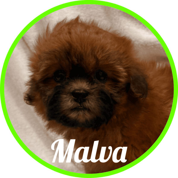 Shihpoo Malva
