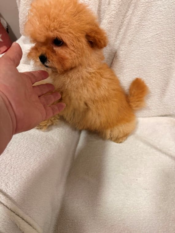 Shihpoo Oscar A
