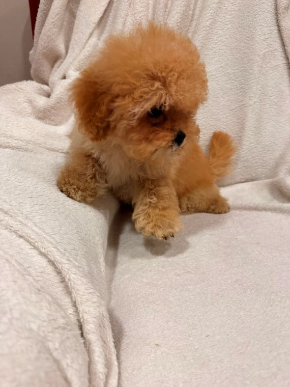 Shihpoo Oscar B