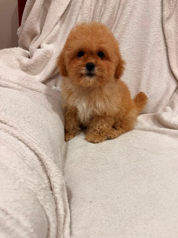 Shihpoo Oscar C