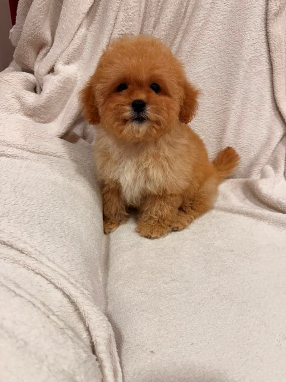 Shihpoo Oscar D