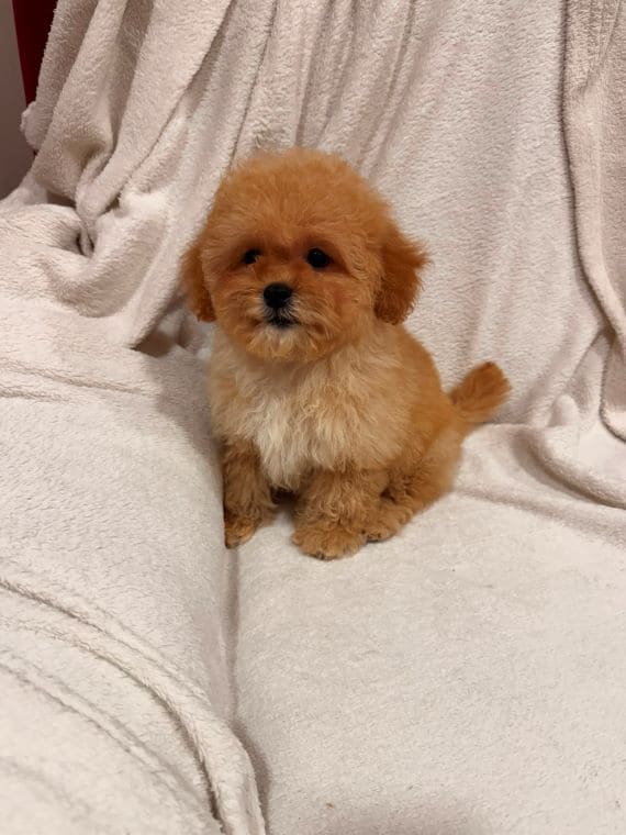 Shihpoo Oscar E