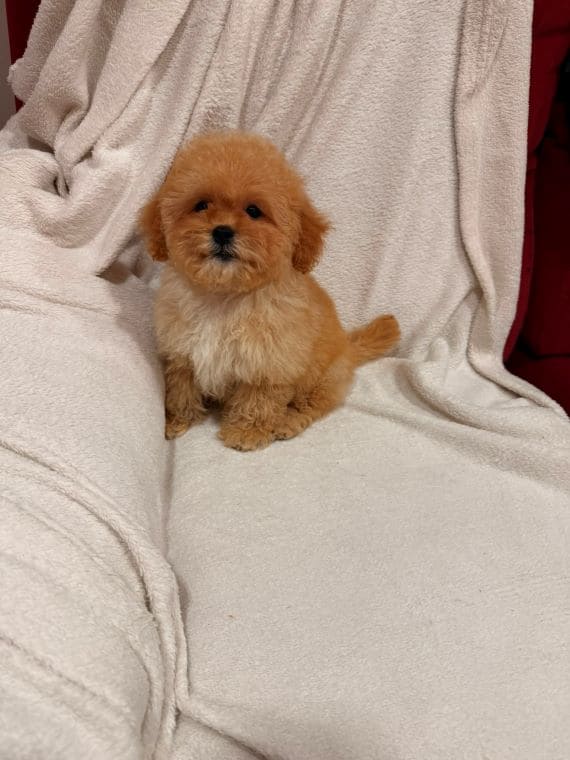 Shihpoo Oscar F
