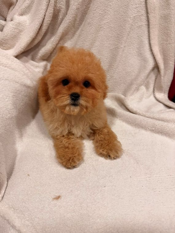 Shihpoo Oscar G