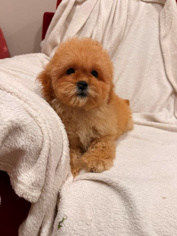 Shihpoo Oscar H