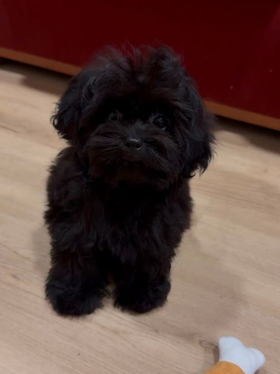 Shihpoo Sombra A