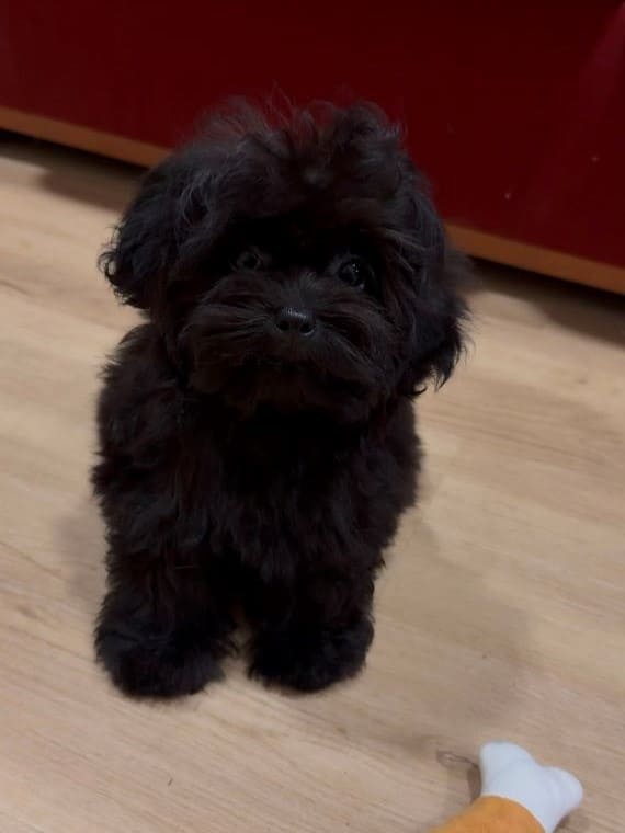 Shihpoo Sombra B