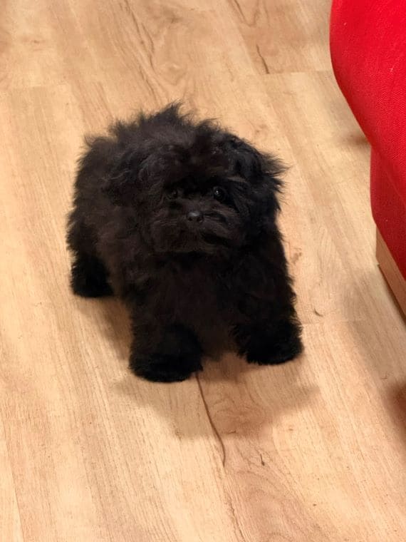 Shihpoo Sombra C
