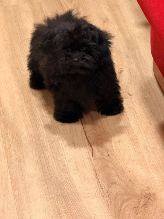 Shihpoo Sombra D