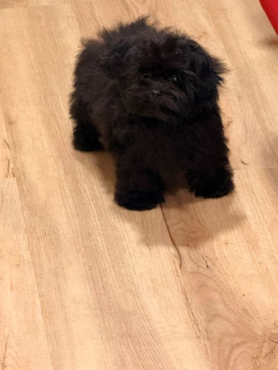 Shihpoo Sombra E