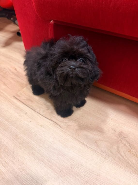 Shihpoo Sombra F