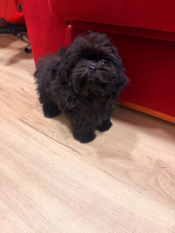 Shihpoo Sombra G