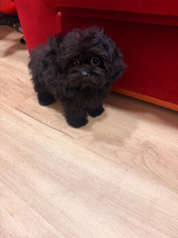 Shihpoo Sombra H