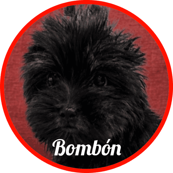 Yorkshire Bombón